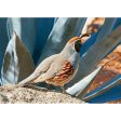 Gambel s Quail - Bird - 3D Lenticular Postcard Greeting Card Hot on Sale