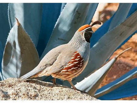 Gambel s Quail - Bird - 3D Lenticular Postcard Greeting Card Hot on Sale