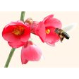 Bee Collecting Nectar - 3D Flip Lenticular Postcard Greeting Card - NEW Fashion