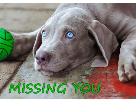 Missing You - Waimaran Dog - 3D Lenticular Postcard Greeting Card- NEW Cheap