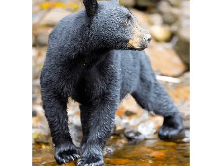 American Black Bear - 3D Lenticular Postcard Greeting Cardd - NEW Fashion