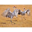 Sandhill Crane - 3D Lenticular Postcard Greeting Card Cheap