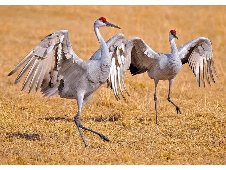 Sandhill Crane - 3D Lenticular Postcard Greeting Card Cheap