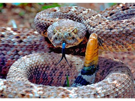 Western Diamondback Rattlesnake - 3D Lenticular Postcard Greeting Card - NEW Fashion