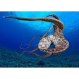 Stunning Octopus - 3D Lenticular Postcard Greeting Card- NEW Cheap