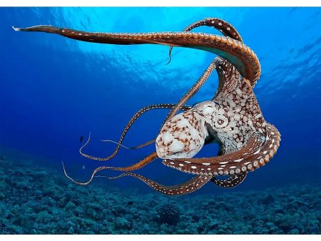 Stunning Octopus - 3D Lenticular Postcard Greeting Card- NEW Cheap