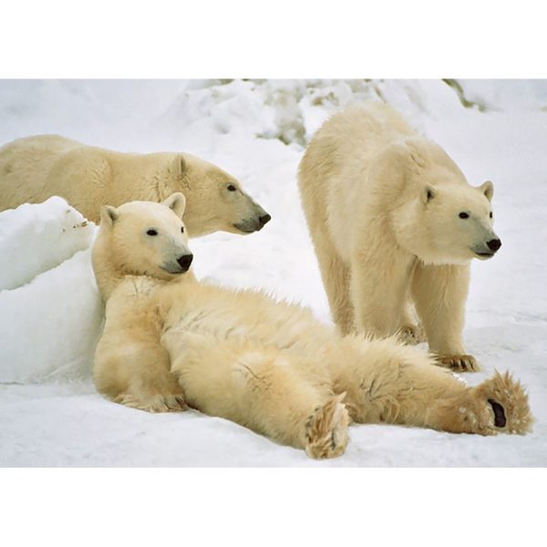 Polar Bears Relaxing - 3D Lenticular Postcard Greeting Card - NEW Hot on Sale