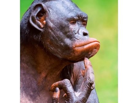 Bonobo thinking (Pygmy Chimpanzee) - 3D Lenticular Postcard Greeting Cardd - NEW Fashion