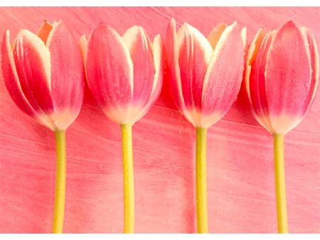 Tulips - 3D Lenticular Postcard Greeting Card - NEW Online Sale