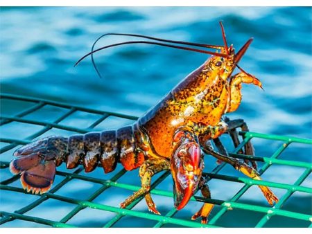 AMERICAN LOBSTER - 3D Lenticular Postcard Greeting Card Sale