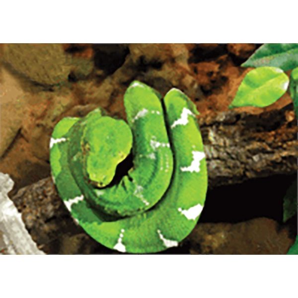 Green Snake - 3D Lenticular Postcard Greeting Card - NEW Cheap