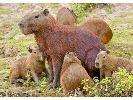 Capybara with pups - 3D Lenticular Postcard Greeting Card - NEW Fashion