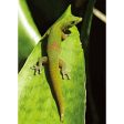 Gecko Lizard (Geico) - 3D Lenticular Postcard Greeting Card - NEW Supply