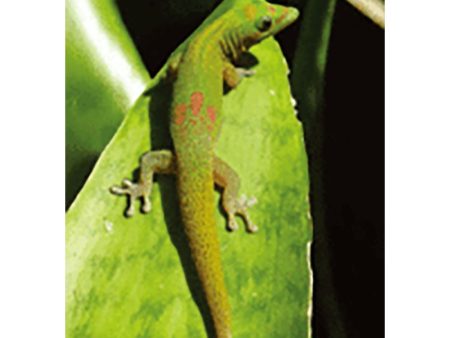 Gecko Lizard (Geico) - 3D Lenticular Postcard Greeting Card - NEW Supply