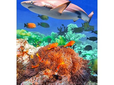 Blacktip Shark in a Coral - 3D Lenticular Postcard Greeting Card- NEW on Sale