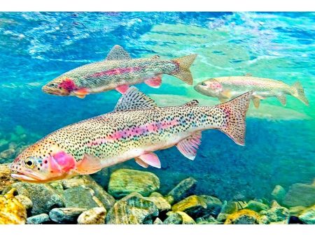 RAINBOW TROUT - 3D Magnet for Refrigerator, Whiteboard, Locker Online now