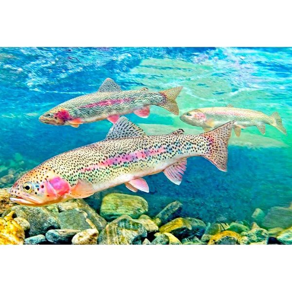 RAINBOW TROUT - 3D Magnet for Refrigerator, Whiteboard, Locker Online now