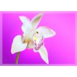 White Orchid - 3D Lenticular Postcard Greeting Card - NEW For Cheap