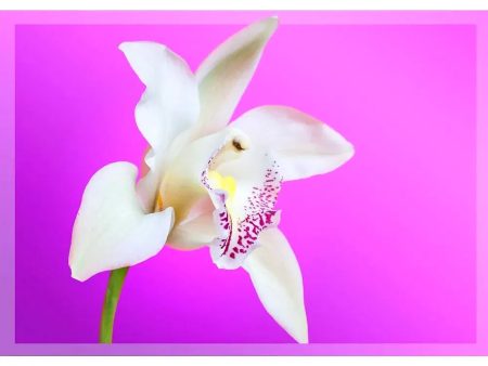 White Orchid - 3D Lenticular Postcard Greeting Card - NEW For Cheap