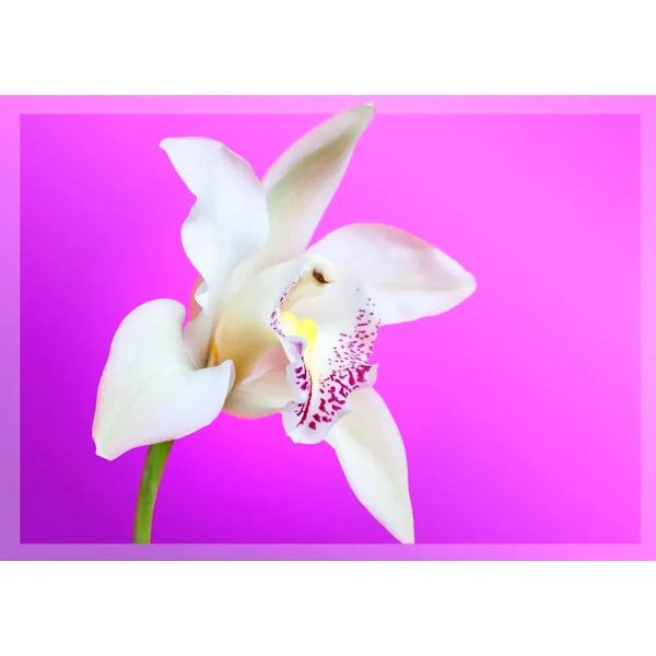 White Orchid - 3D Lenticular Postcard Greeting Card - NEW For Cheap