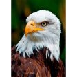 Bald Eagle Face - 3D Lenticular Postcard Greeting Card For Sale