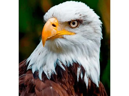 Bald Eagle Face - 3D Lenticular Postcard Greeting Card For Sale