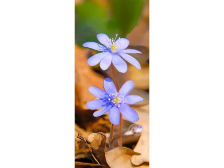 COMMON HEPATICA - 3D Clip-On Lenticular Bookmark - NEW For Sale