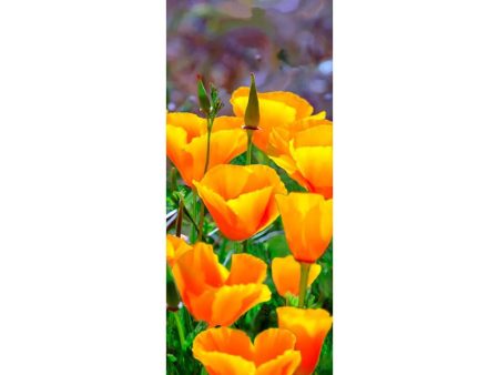 CALIFORNIA POPPIES - 3D Clip-On Lenticular Bookmark - NEW For Sale