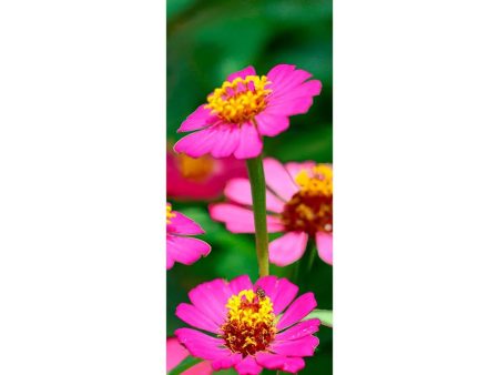 ZINNIA - 3D Clip-On Lenticular Bookmark -NEW Online Sale