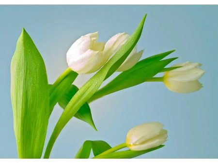 White Tulips - 3D Lenticular Postcard Greeting Card - NEW Fashion