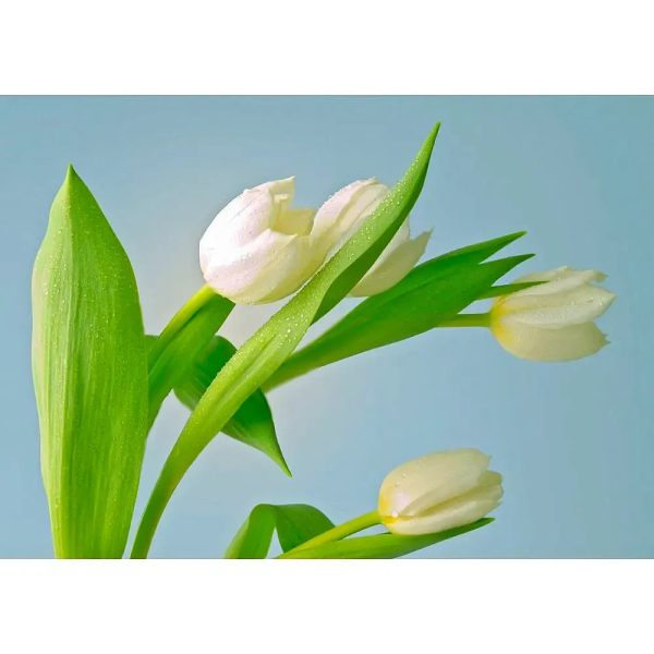 White Tulips - 3D Lenticular Postcard Greeting Card - NEW Fashion