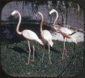 Parrot Jungle - Miami, Florida - View-Master 3 Reel Packet - 1950s views - vintage - (PARROT-S3) Online