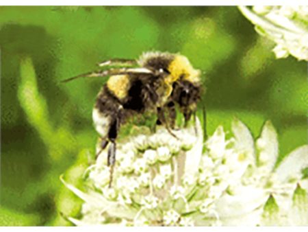 Bumblebee Collecting Nectar  - 3D Lenticular Postcard Greeting Card - NEW on Sale