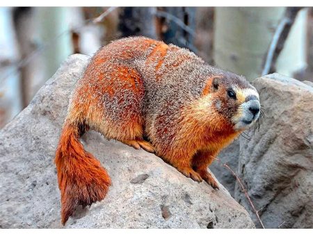 Yellow bellied Marmot - 3D Lenticular Postcard Greeting Card - NEW Online Sale