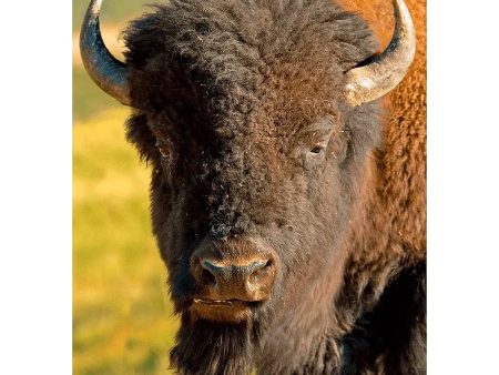 American Bison - 3D Lenticular Postcard Greeting Cardd - NEW Hot on Sale