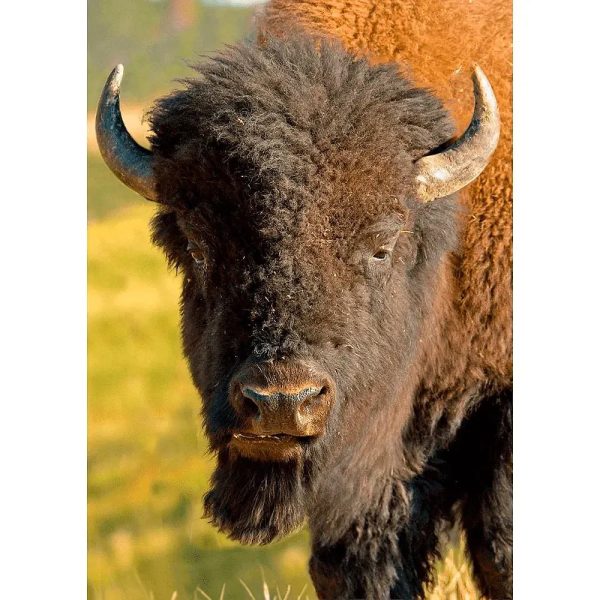 American Bison - 3D Lenticular Postcard Greeting Cardd - NEW Hot on Sale