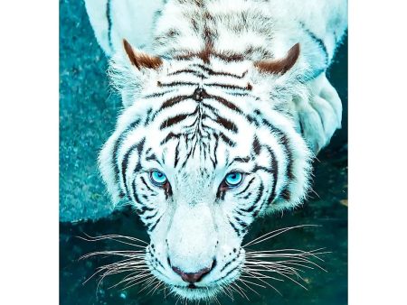 White Bengal Tiger - 3D Lenticular Postcard Greeting Card - NEW Online now