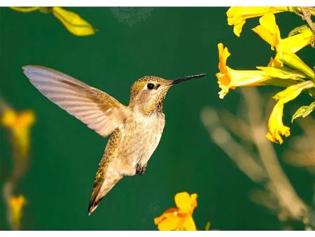 Anna s Hummingbird  3D Action Lenticular Postcard Greeting Card Online Hot Sale