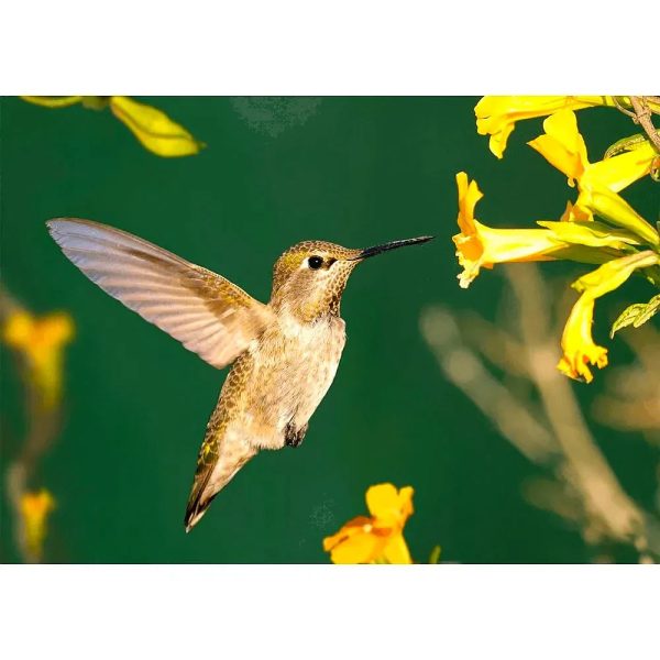 Anna s Hummingbird  3D Action Lenticular Postcard Greeting Card Online Hot Sale