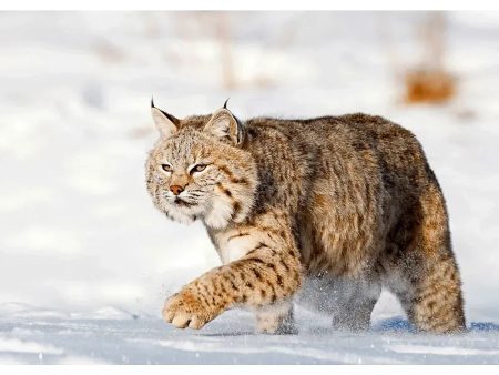 Bobcat in Snow - 3D Lenticular Postcard Greeting Cardd - NEW Online Hot Sale