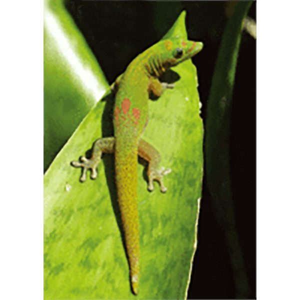 Gecko Lizard (Geico) - 3D Lenticular Postcard Greeting Card - NEW Supply