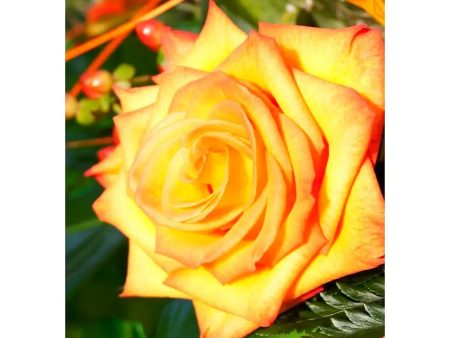 Yellow Rose - 3D Lenticular Postcard Greeting Card - NEW Cheap