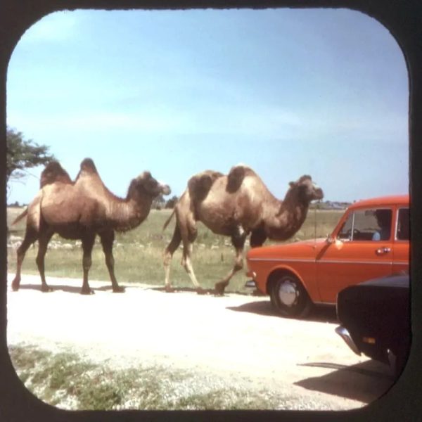 African Lion Safari -  View-Master 3 Reel Packet - Ontario, Canada - (A042-G5A) Online Hot Sale