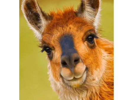 Llama - 3D Lenticular Postcard Greeting Card - NEW Online Sale