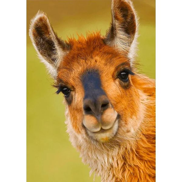 Llama - 3D Lenticular Postcard Greeting Card - NEW Online Sale