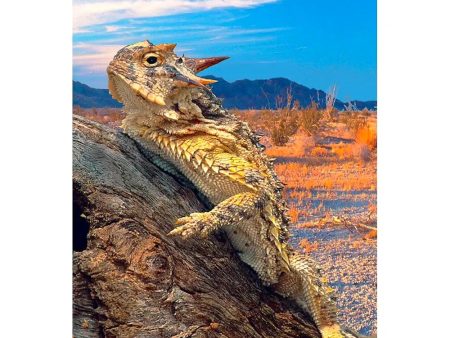 HORNED LIZARD - 3D Magnet for Refrigerator, Whiteboard, Locker For Discount