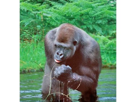 Western Lowland Gorilla - 3D Lenticular Postcard Greeting Card - NEW For Cheap