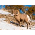 Bighorn Sheep - 3D Lenticular Postcard Greeting Cardd - NEW Online Sale