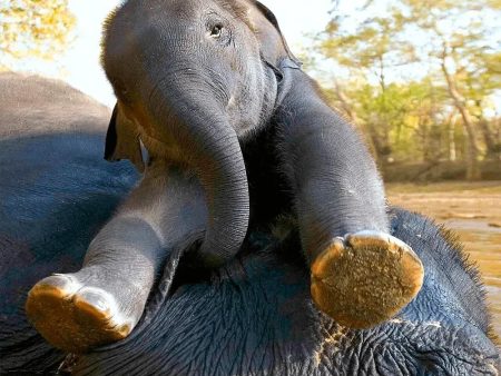 Asian Elephant and Calf - 3D Lenticular Maxi-Postcard Greeting Cardd - NEW Online