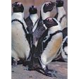 African Penguins - 3D Lenticular Postcard Greeting Card - NEW Online now